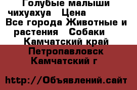 Голубые малыши чихуахуа › Цена ­ 25 000 - Все города Животные и растения » Собаки   . Камчатский край,Петропавловск-Камчатский г.